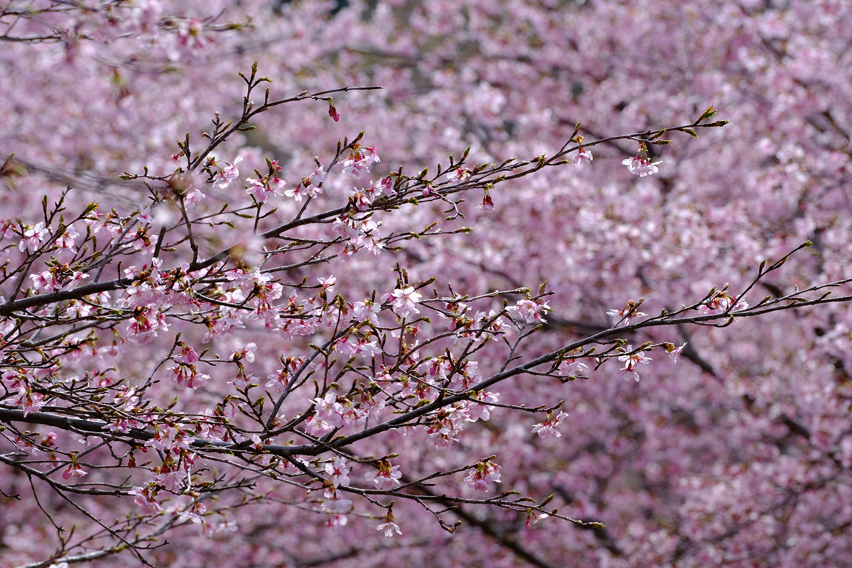 風林光水 Vol.09 テーマ／春の彩り Spring color